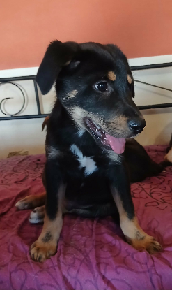 Adopter Odin