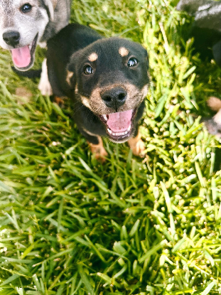 Adopter Odin