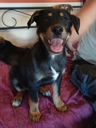 Adoption Odin