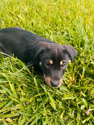 Adoption Odin