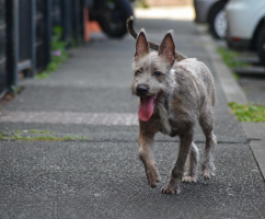 Adopter  chien : Shaggy