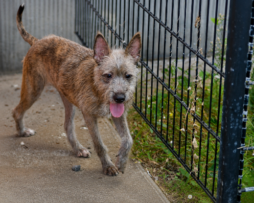 Adopter Shaggy