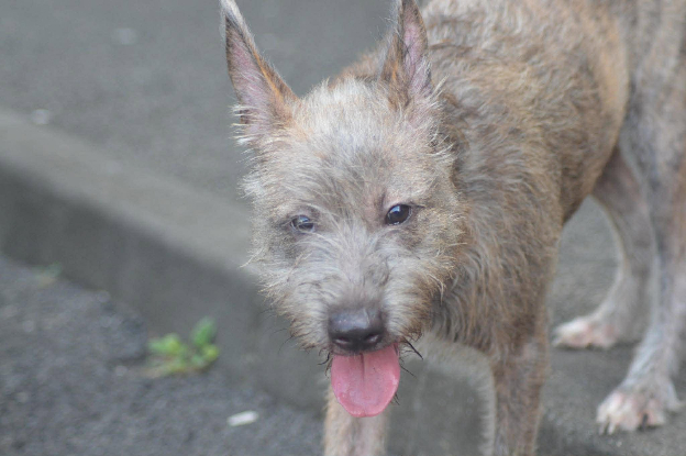 Adoption Shaggy