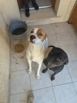 Adopter Bagherra et tcheky