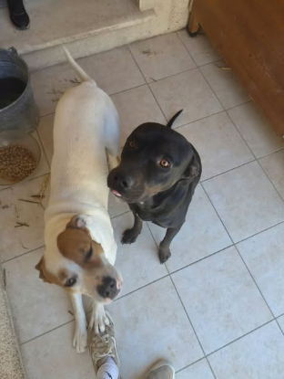 Adopter Bagherra et tcheky