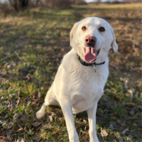 Adopter  chien : Alba