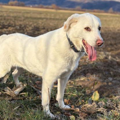 Adopter Alba