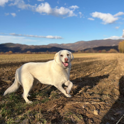 Adopter Alba