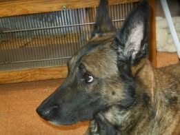 Adoption Shakti