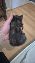 Adopter Ecaille