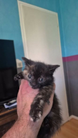 Adopter  chat : Ecaille