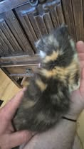 Adopter Isabelle