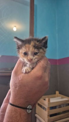 Adopter Isabelle