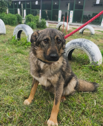 Adopter Tahel