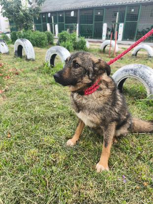 Adopter Tahel
