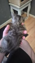 Adopter Lady