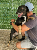 Adopter  chien : Mora
