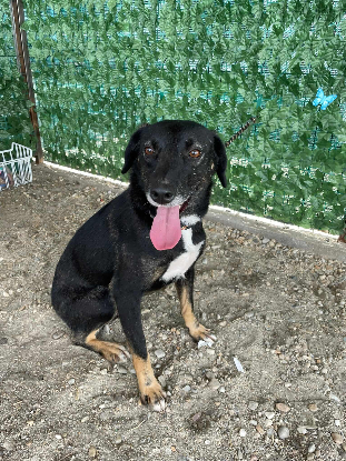 Adopter Mora