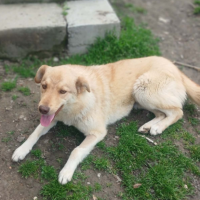 Adopter  chien : Blonda