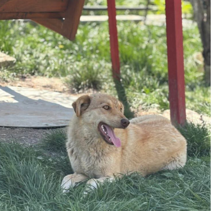 Adoption Blonda