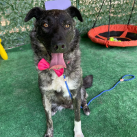 Adopter  chien : Ebene