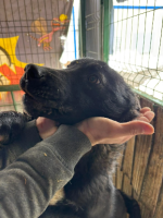 Adopter  chien : Sansa