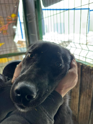 Adopter Sansa