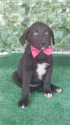 Adopter Sansa