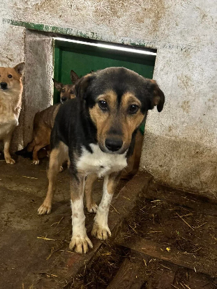 Adopter Rajah