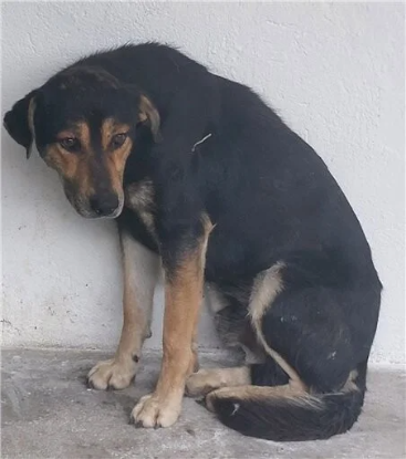 Adopter Doudou