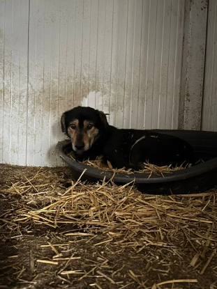 Adopter Doudou
