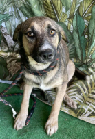 Adopter  chien : Hemera
