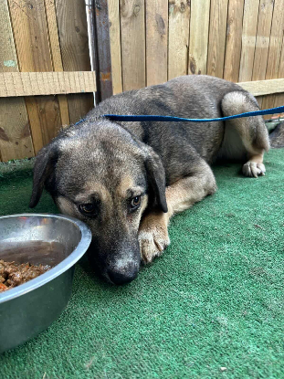 Adopter Hemera