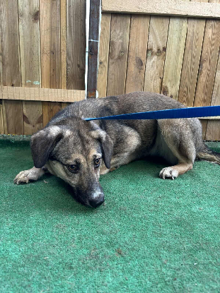 Adoption Hemera