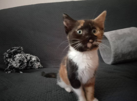 Adopter Betty