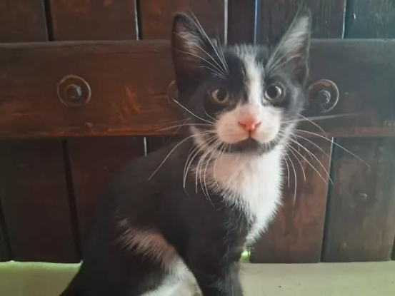 Adopter Buddy