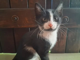 Adopter  chat : Buddy