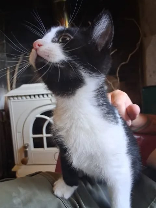 Adopter Buddy
