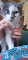Adopter  chat : Bowie