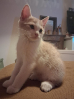 Adopter  chat : Brownie