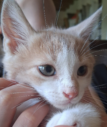 Adopter Brownie