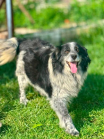 Adopter  chien : Domino