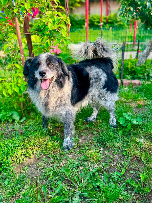 Adopter Domino