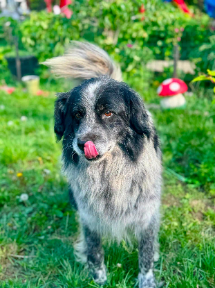 Adopter Domino