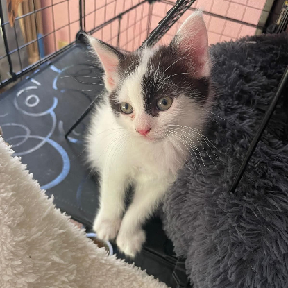 Adopter Morphine