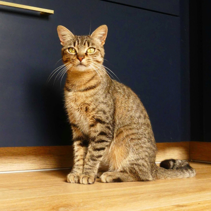 Adopter Twist