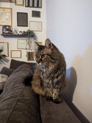 Adopter Pitchoune