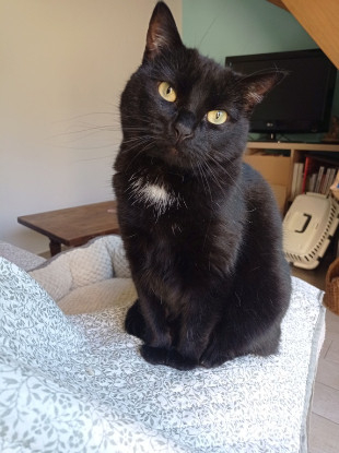 Adopter Maryqueen