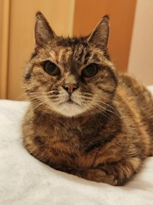 Adopter Chataigne