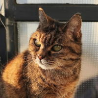 Adopter  chat : Chataigne